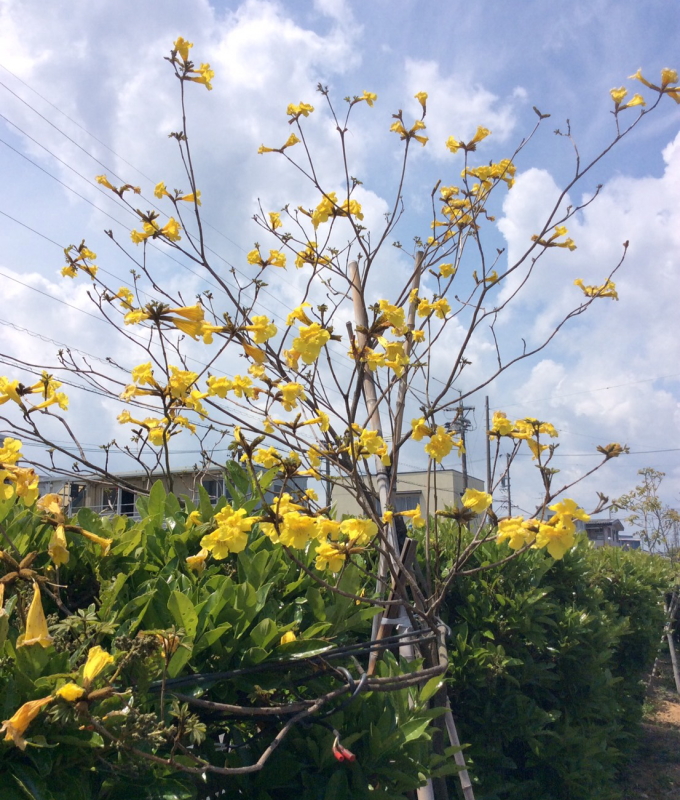 会社の敷地内に植栽したブラジル産イペの木の花が満開を迎えました！